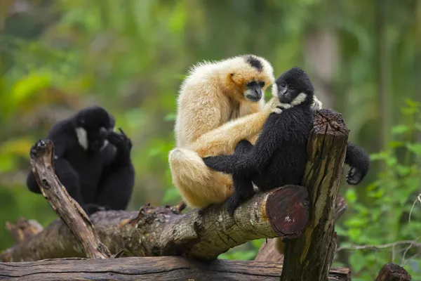 Gibbone — Foto Stock