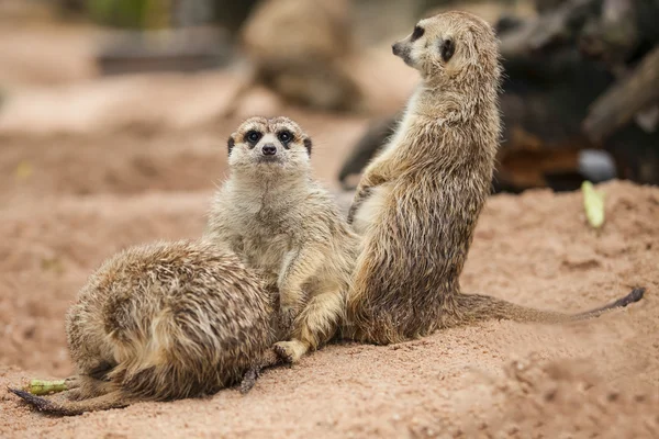 Erdmännchen. — Stockfoto