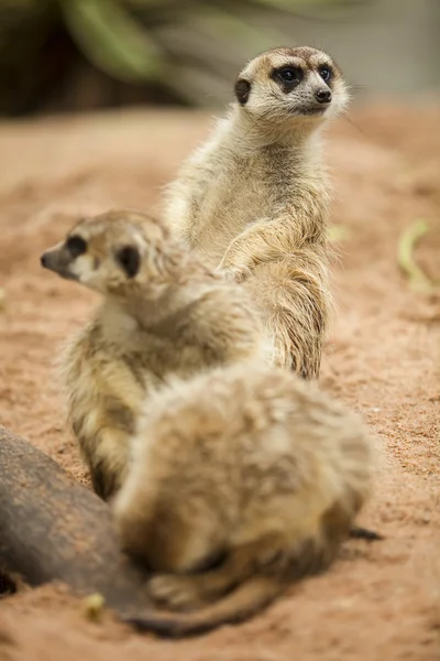 Meerkat. — Photo