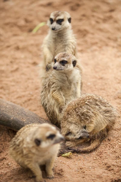 Meerkat. . — Fotografia de Stock