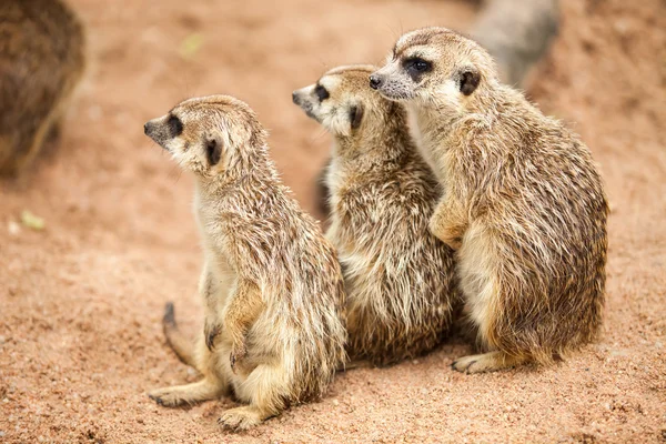 Meerkat. . — Fotografia de Stock