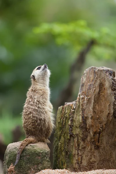 Erdmännchen. — Stockfoto