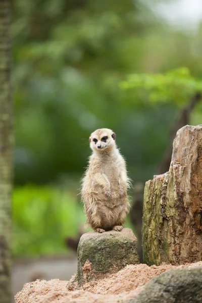 Erdmännchen. — Stockfoto