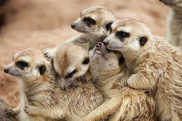 Erdmännchen. — Stockfoto