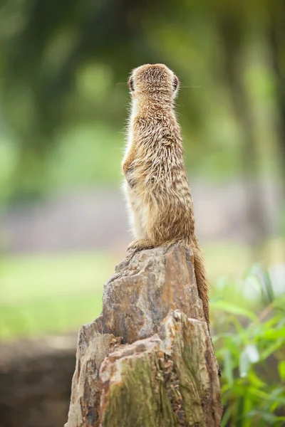 Meerkat. . —  Fotos de Stock