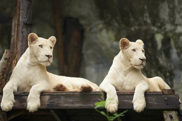 Λευκό λιοντάρι — Φωτογραφία Αρχείου