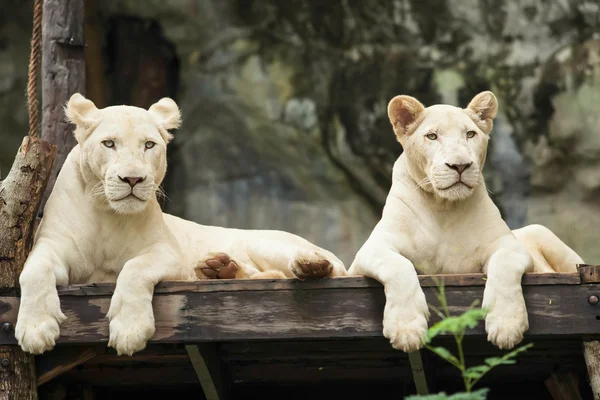 Fehér oroszlán — Stock Fotó