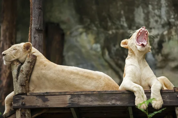 White Lion — Stock Photo, Image