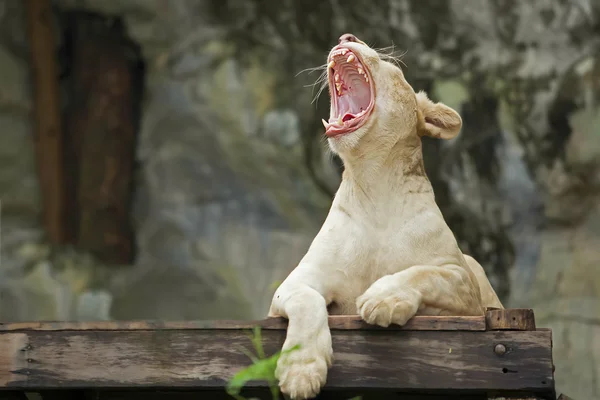 León blanco — Foto de Stock