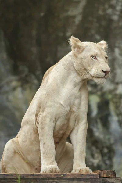 White Lion — Stock Photo, Image