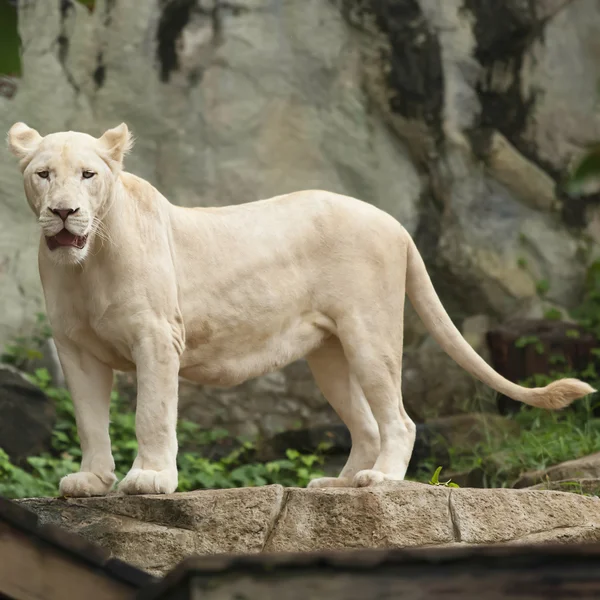 Lion blanc — Photo