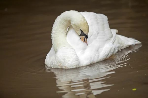 Witte Zwaan — Stockfoto