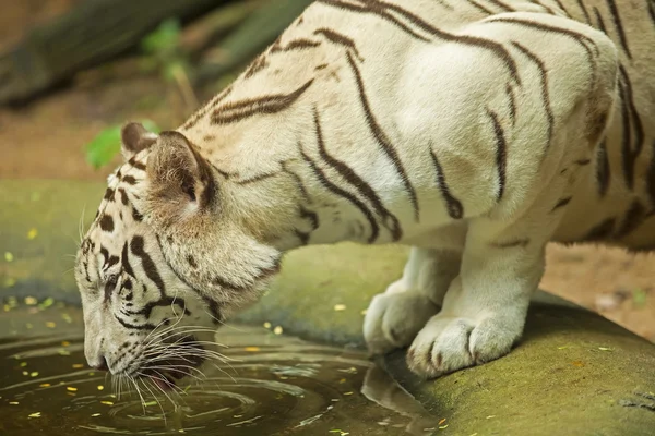 Tigre blanco . — Foto de Stock