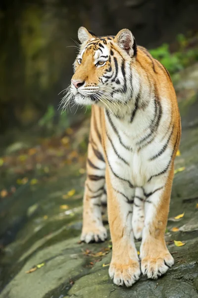 Tiger — Stock Photo, Image