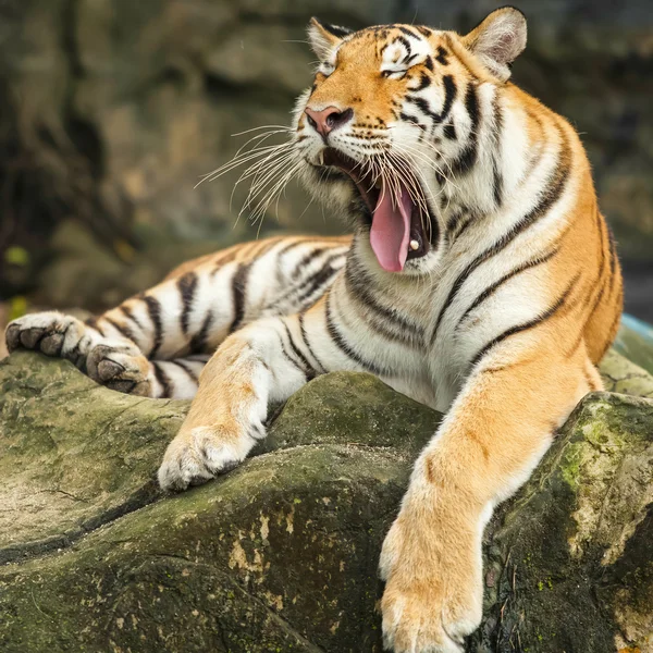 Tigre — Foto de Stock