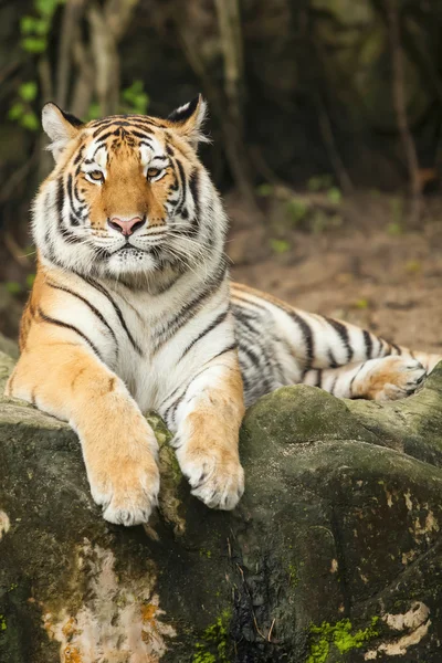 Tiger — Stock Photo, Image