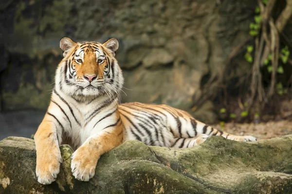 Tiger — Stock Photo, Image