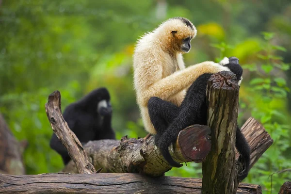 Gibbon — Stock fotografie
