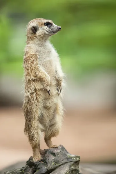 Meerkat. . —  Fotos de Stock