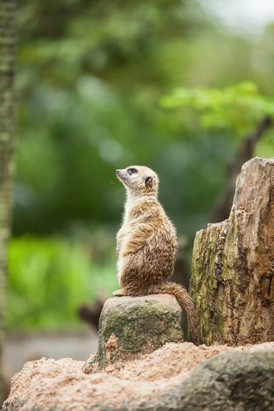 Erdmännchen. — Stockfoto