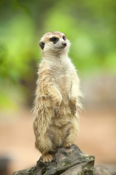 Erdmännchen. — Stockfoto