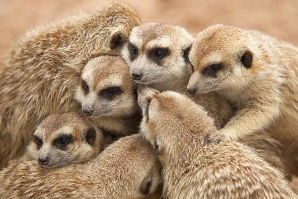 Erdmännchen. — Stockfoto