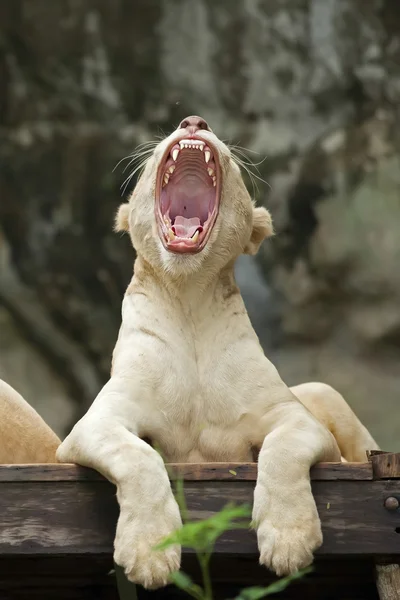 White Lion — Stock Photo, Image