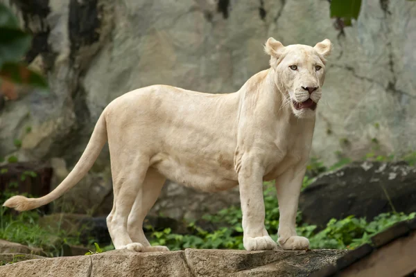 White Lion — Stock Photo, Image