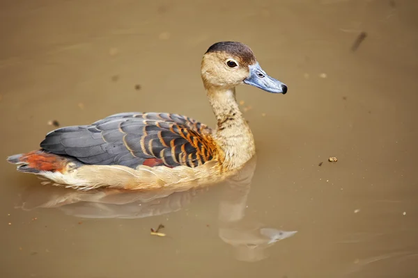 Pato na lagoa — Fotografia de Stock