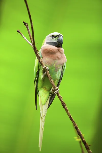 Papoušci — Stock fotografie