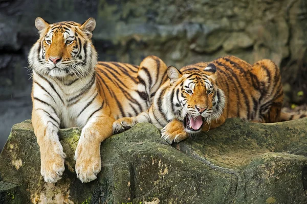 Tigers — Stock Photo, Image