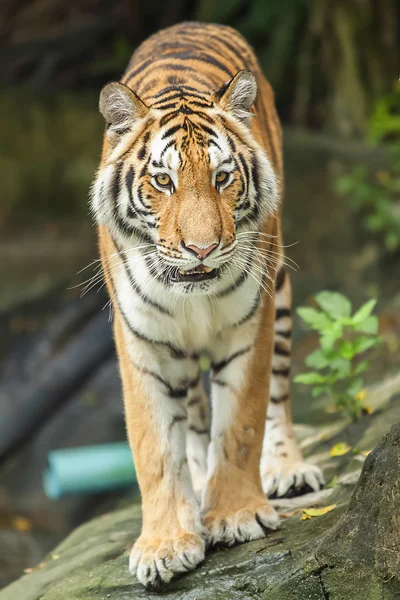 Tiger — Stock Photo, Image