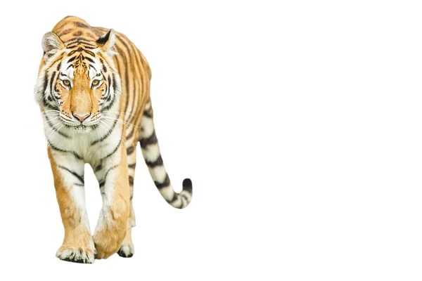 Tigre — Foto de Stock