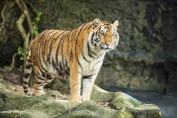 Tiger — Stock Photo, Image