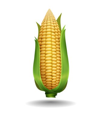 Beyaz arka plan üzerinde mısır koçanı