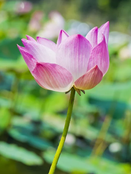 Magenta lotus — Stock Photo, Image