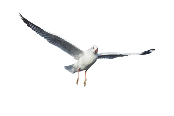 Vier verschiedene Möwen isoliert auf weißem Hintergrund. — Stockfoto