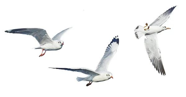 Verschiedene Möwen isoliert auf weißem Hintergrund. — Stockfoto