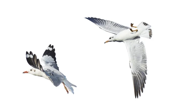 Diferentes gaivotas isoladas em fundo branco . — Fotografia de Stock