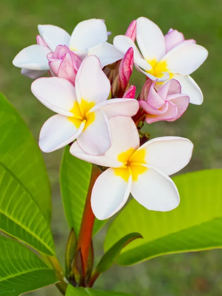 Kwiat Frangipani. — Zdjęcie stockowe