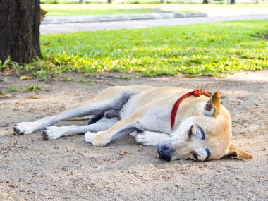 Tayland'da sokak köpeği