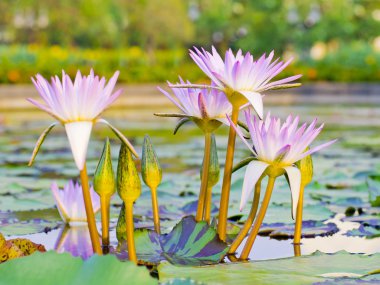 nilüfer çiçekleri grubu