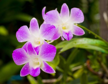 pembe orkide çiçekleri