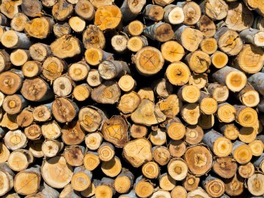 Bölüm günlük Woods