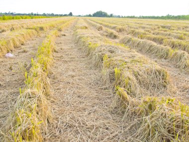 hemen sonra hasat pirinç alan