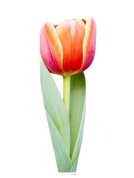Tulpe orange isoliert auf weißem Hintergrund. — Stockfoto