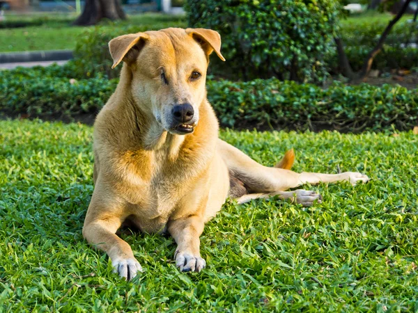 Bezpańskich psów w Tajlandii — Zdjęcie stockowe