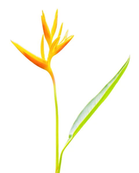 Heliconia flower — Stock Photo, Image