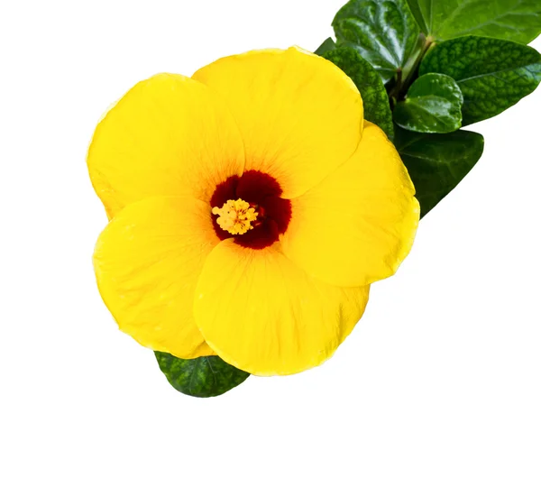 Amarelo Hibisco, flor tropical — Fotografia de Stock