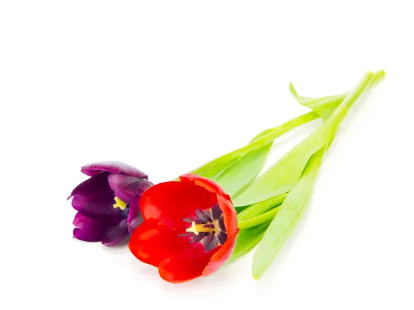 Lila tulpaner röda horisontella — Stockfoto